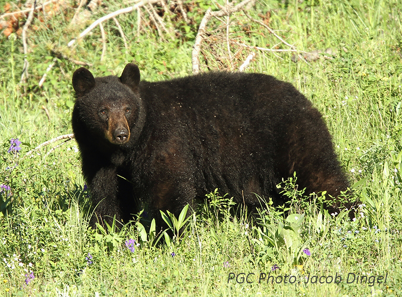 CNB Hunting/Fishing Pennsylvania Bear Season CNBNews